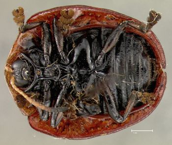 Media type: image;   Entomology 23636 Aspect: habitus ventral view